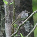 img_0864-uguisu