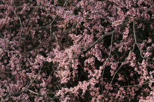 IMG_6758_sakura