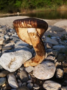 R0012310_matsutake