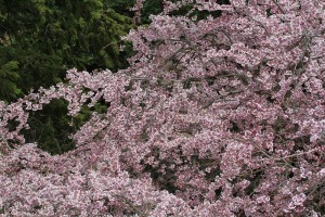 IMG_7164-sakura